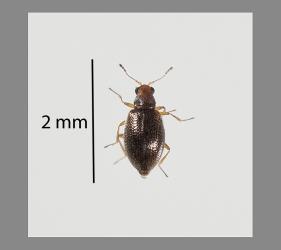 Adult Flax fungus beetle, Melanophthalma sp. 6 (Coleoptera: Latridiidae). Creator: Tim Holmes. © Plant & Food Research. [Image: 2R9H]