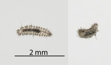 Two images (upper side left, underside right) of a larva of Flax fungus beetle, Melanophthalma sp. 6 (Coleoptera: Latridiidae): note the dark round sucker at the tip of the abdomen (right larva) used for holding on to the plant surface. Creator: Tim Holmes. © Plant & Food Research. [Image: 2R9Q]