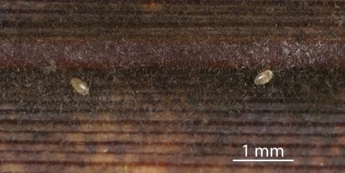 Two eggs of Flax fungus beetle, Melanophthalma sp. 6 (Coleoptera: Latridiidae) on the underside of a leaf of New Zealand flax, Phormium tenax (Hemerocallidaceae) with Flax Zasmidium leaf spot, Zasmidium dianellae (Ascomycota: Mycosphaerellaceae). Creator: Tim Holmes. © Plant & Food Research. [Image: 2RA0]