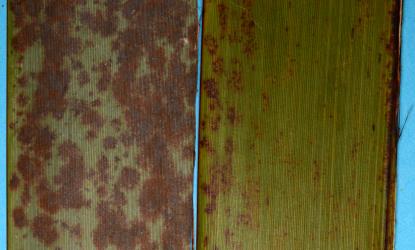 Underside (left) and upper side (right) of New Zealand flax, Phormium tenax (Hemerocallidaceae) leaves with Flax Zasmidium leaf spot, Zasmidium dianellae (Ascomycota: Mycosphaerellaceae): note the fungal growths on the underside of the leaf. Creator: Nicholas A. Martin. © Landcare Research. [Image: 2RAJ]