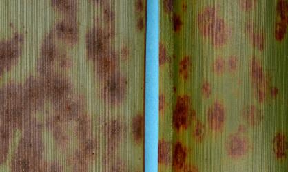 Underside (left) and upper side (right) of New Zealand flax, Phormium tenax (Hemerocallidaceae) leaves with Flax Zasmidium leaf spot, Zasmidium dianellae (Ascomycota: Mycosphaerellaceae): note the fungal growths on the underside of the leaf. Creator: Nicholas A. Martin. © Landcare Research. [Image: 2RAK]