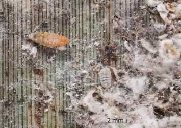 Larva of a predatory gallfly, Cecidomyiidae sp. 'predators' (Diptera: Cecidomyiidae) feeding on Long egg-sac mealybug, Paracoccus glaucus (Hemiptera: Pseudococcidae) on a leaf of New Zealand flax, Phormium tenax (Hemerocallidaceae). Creator: Tim Holmes. © Plant & Food Research. [Image: 2RDH]