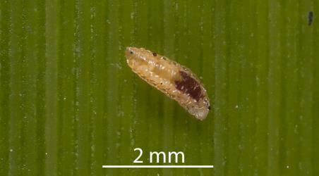 Larva of a predatory gallfly, Cecidomyiidae sp. 'predators' (Diptera: Cecidomyiidae) on a leaf of New Zealand flax, Phormium tenax (Hemerocallidaceae). Creator: Tim Holmes. © Plant & Food Research. [Image: 2RDI]