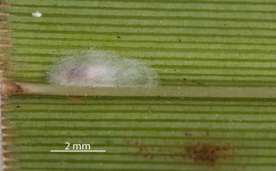 Cocoon being made by a larva of a predatory gallfly, Cecidomyiidae sp. 'predators' (Diptera: Cecidomyiidae) on a leaf of New Zealand flax, Phormium tenax (Hemerocallidaceae) after feeding on Long egg-sac mealybug, Paracoccus glaucus (Hemiptera: Pseudococcidae). Creator: Tim Holmes. © Plant & Food Research. [Image: 2RDJ]