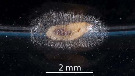 Cocoon being made by a larva of a predatory gallfly, Cecidomyiidae sp. 'predators' (Diptera: Cecidomyiidae) after feeding on Long egg-sac mealybug, Paracoccus glaucus (Hemiptera: Pseudococcidae). Creator: Tim Holmes. © Plant & Food Research. [Image: 2RDK]