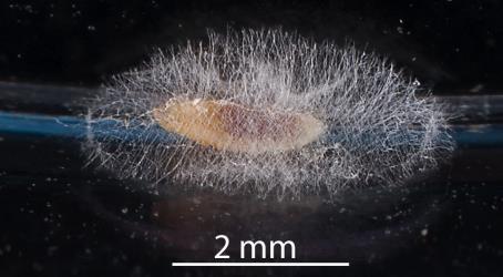 Cocoon being made by a larva of a predatory gallfly, Cecidomyiidae sp. 'predators' (Diptera: Cecidomyiidae) after feeding on Long egg-sac mealybug, Paracoccus glaucus (Hemiptera: Pseudococcidae). Creator: Tim Holmes. © Plant & Food Research. [Image: 2RDL]