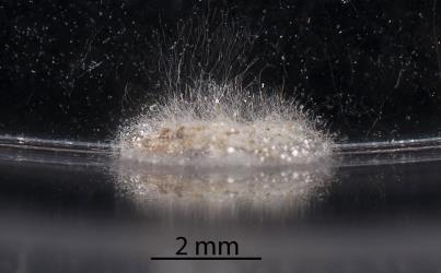 Cocoon of a predatory gallfly, Cecidomyiidae sp. 'predators' (Diptera: Cecidomyiidae) after feeding on Long egg-sac mealybug, Paracoccus glaucus (Hemiptera: Pseudococcidae). Creator: Tim Holmes. © Plant & Food Research. [Image: 2RDN]