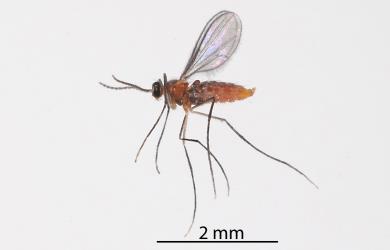 Adult predatory gallfly, Cecidomyiidae sp. 'predators' (Diptera: Cecidomyiidae) whose larva had fed on Long egg-sac mealybug, Paracoccus glaucus (Hemiptera: Pseudococcidae). Creator: Tim Holmes. © Plant & Food Research. [Image: 2RDQ]