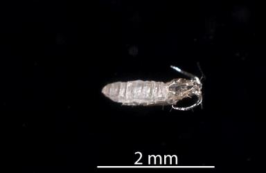 Empty pupal case protruding from cocoon of a predatory gallfly, Cecidomyiidae sp. 'predators' (Diptera: Cecidomyiidae). Creator: Tim Holmes. © Plant & Food Research. [Image: 2RDR]