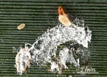 Larva of a predatory gallfly, Cecidomyiidae sp. 'predators' (Diptera: Cecidomyiidae) feeding on Long egg-sac mealybug, Paracoccus glaucus (Hemiptera: Pseudococcidae) on a leaf of New Zealand flax, Phormium tenax (Hemerocallidaceae). Creator: Nicholas A. Martin. © Plant & Food Research. [Image: 2RDS]