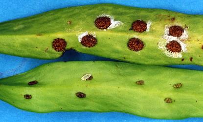 Long egg-sac mealybugs, Paracoccus glaucus (Hemiptera: Pseudococcidae) on underside of fronds of Lance fern, Loxogramme dictyopteris (Polypodiaceae). Creator: Nicholas A. Martin. © Plant & Food Research. [Image: 2RDU]