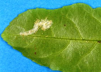 Long egg-sac mealybugs, Paracoccus glaucus (Hemiptera: Pseudococcidae) on the underside of a leaf of Mahoe, Melicytus ramiflorus (Violaceae). Creator: Nicholas A. Martin. © Plant & Food Research. [Image: 2RDV]