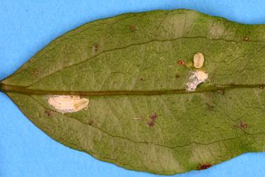 Long egg-sac mealybugs, Paracoccus glaucus (Hemiptera: Pseudococcidae) on the underside of a leaf of Supplejack, Ripogonum scandens (Ripogonaceae). Creator: Nicholas A. Martin. © Plant & Food Research. [Image: 2RDW]