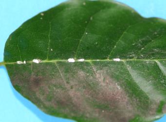 Juvenile Long egg-sac mealybugs, Paracoccus glaucus (Hemiptera: Pseudococcidae) on the upper side of a leaf of Puriri, Vitex lucens (Labiatae). Creator: Nicholas A. Martin. © Plant & Food Research. [Image: 2RDX]