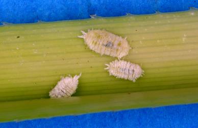 Long egg-sac mealybugs, Paracoccus glaucus (Hemiptera: Pseudococcidae) on young leaves of Kiekie, Freycinetia banksii (Pandanaceae). Creator: Nicholas A. Martin. © Plant & Food Research. [Image: 2RDY]