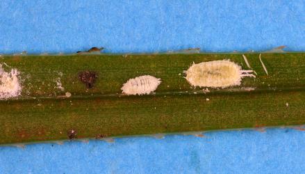 Long egg-sac mealybugs, Paracoccus glaucus (Hemiptera: Pseudococcidae) on a mature leaf of Kiekie, Freycinetia banksii (Pandanaceae). Creator: Nicholas A. Martin. © Plant & Food Research. [Image: 2RDZ]