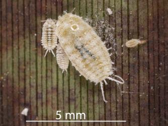 An adult female and nymphs of Long egg-sac mealybugs, Paracoccus glaucus (Hemiptera: Pseudococcidae) on a leaf of New Zealand flax, Phormium tenax (Hemerocallidaceae): note the pair of white wax tails. Creator: Tim Holmes. © Plant & Food Research. [Image: 2RE1]