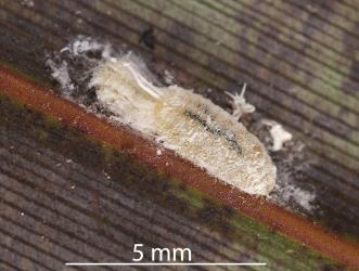 Female Long egg-sac mealybug, Paracoccus glaucus (Hemiptera: Pseudococcidae) on a leaf of New Zealand flax, Phormium tenax (Hemerocallidaceae): note short egg sac forming behind the female. Creator: Tim Holmes. © Plant & Food Research. [Image: 2RE3]