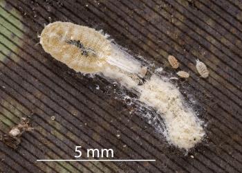 A female Long egg-sac mealybug, Paracoccus glaucus (Hemiptera: Pseudococcidae) with a short egg sac and on a leaf of New Zealand flax, Phormium tenax (Hemerocallidaceae). Creator: Tim Holmes. © Plant & Food Research. [Image: 2RE4]