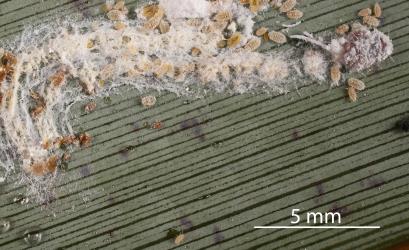 An old egg sac of the Long egg-sac mealybug, Paracoccus glaucus (Hemiptera: Pseudococcidae) on a leaf of New Zealand flax, Phormium tenax (Hemerocallidaceae): note the white wax covering the dead female. Creator: Tim Holmes. © Plant & Food Research. [Image: 2RE6]