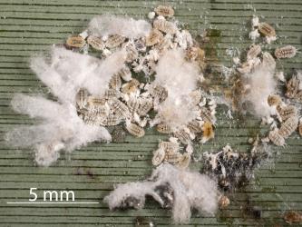 White male cocoons of the Long egg-sac mealybug, Paracoccus glaucus (Hemiptera: Pseudococcidae) on a leaf of New Zealand flax, Phormium tenax (Hemerocallidaceae). Creator: Tim Holmes. © Plant & Food Research. [Image: 2RE8]