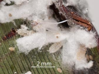 An adult male on cocoons of the Long egg-sac mealybug, Paracoccus glaucus (Hemiptera: Pseudococcidae) on a leaf of New Zealand flax, Phormium tenax (Hemerocallidaceae). Creator: Tim Holmes. © Plant & Food Research. [Image: 2REA]