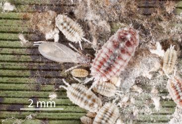 An adult female, nymphs and an adult male probably of Long egg-sac mealybugs, Paracoccus glaucus (Hemiptera: Pseudococcidae) on a leaf of New Zealand flax, Phormium tenax (Hemerocallidaceae): note the pair of white wax tails and the reddish colour of the adult female and large nymphs. Creator: Tim Holmes. © Plant & Food Research. [Image: 2REB]