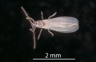 Adult male Long egg-sac mealybug, Paracoccus glaucus (Hemiptera: Pseudococcidae). Creator: Tim Holmes. © Plant & Food Research. [Image: 2REC]