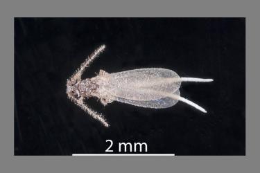 Adult male Long egg-sac mealybug, Paracoccus glaucus (Hemiptera: Pseudococcidae). Creator: Tim Holmes. © Plant & Food Research. [Image: 2REE]