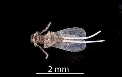 An underside of an adult male Long egg-sac mealybug, Paracoccus glaucus (Hemiptera: Pseudococcidae). Creator: Tim Holmes. © Plant & Food Research. [Image: 2REF]