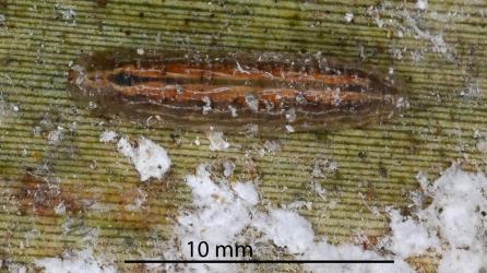 Larva of a Hoverfly, Syrphidae sp. (Diptera: Syrphidae) feeding on Long egg-sac mealybug, Paracoccus glaucus (Hemiptera: Pseudococcidae) on a leaf of New Zealand flax, Phormium tenax (Hemerocallidaceae). Creator: Tim Holmes. © Plant & Food Research. [Image: 2REG]