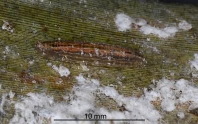 Larva of a Hoverfly, Syrphidae sp. (Diptera: Syrphidae) feeding on Long egg-sac mealybug, Paracoccus glaucus (Hemiptera: Pseudococcidae) on a leaf of New Zealand flax, Phormium tenax (Hemerocallidaceae). Creator: Tim Holmes. © Plant & Food Research. [Image: 2REH]