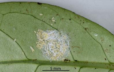 Long egg-sac mealybugs, Paracoccus glaucus (Hemiptera: Pseudococcidae) on the underside of a leaf of Hangehange, Geniostoma ligustrifolium (Loganiaceae). Creator: Nicholas A. Martin. © Plant & Food Research. [Image: 2REI]