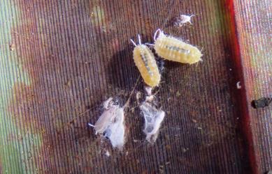 Two adult females and an adult male of Long egg-sac mealybugs, Paracoccus glaucus (Hemiptera: Pseudococcidae) on a leaf of New Zealand flax, Phormium tenax (Hemerocallidaceae). Creator: Nicholas A. Martin. © Nicholas A. Martin. [Image: 2REJ]