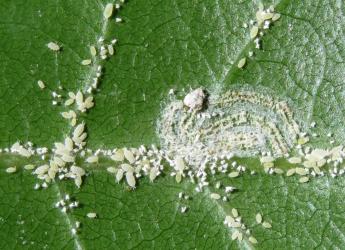 Long egg-sac mealybugs, Paracoccus glaucus (Hemiptera: Pseudococcidae) on the underside of a leaf of Mahoe, Melicytus ramiflorus (Violaceae). Creator: Nicholas A. Martin. © Nicholas A. Martin. [Image: 2REK]