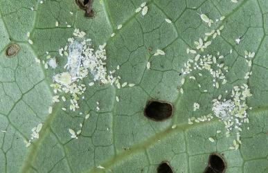 Long egg-sac mealybugs, Paracoccus glaucus (Hemiptera: Pseudococcidae) on the underside of a leaf of Kawakawa, Piper excelsum (Piperaceae). Creator: Nicholas A. Martin. © Nicholas A. Martin. [Image: 2REL]