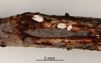 Several Gullans ensign scale, Newsteadia gullanae (Hemiptera: Ortheziidae) on a dead twig of Pohutukawa, Metrosideros excelsa (Myrtaceae). Creator: Nicholas A. Martin. © Plant & Food Research. [Image: 2RET]