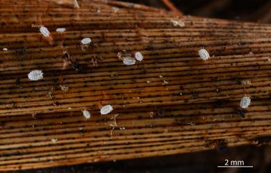 Nymphs of Gullans ensign scale, Newsteadia gullanae (Hemiptera: Ortheziidae) on a dead leaf of New Zealand flax, Phormium tenax (Hemerocallidaceae). Creator: Nicholas A. Martin. © Plant & Food Research. [Image: 2REZ]