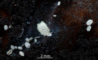 Nymphs of Gullans ensign scale, Newsteadia gullanae (Hemiptera: Ortheziidae) feeding on fungal hyphae on dead frond of Nikau palm, Rhopalostylis sapida (Palmae). Creator: Nicholas A. Martin. © Plant & Food Research. [Image: 2RF1]