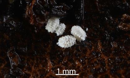 Nymphs of Gullans ensign scale, Newsteadia gullanae (Hemiptera: Ortheziidae) on a dead leaf of Taraire, Beilschmiedia tarairi, (Lauraceae). Creator: Nicholas A. Martin. © Plant & Food Research. [Image: 2RF3]