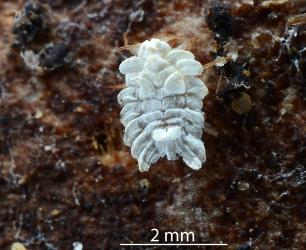 Large nymph of Gullans ensign scale, Newsteadia gullanae (Hemiptera: Ortheziidae) on fallen frond of Nikau palm, Rhopalostylis sapida (Palmae). Creator: Nicholas A. Martin. © Plant & Food Research. [Image: 2RF7]