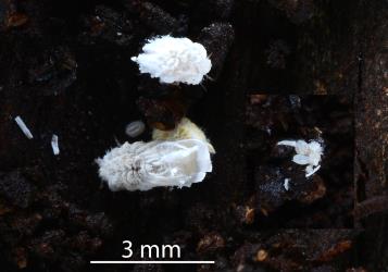 Nymph (top) and adult female Gullans ensign scale, Newsteadia gullanae (Hemiptera: Ortheziidae) on bark of Kanuka, Kunzea sp. (Myrtaceae): note the damaged marsupium and the eggs (right). Creator: Nicholas A. Martin. © Plant & Food Research. [Image: 2RFH]