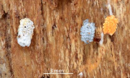 Nymphs and an adult female (left) of Gullans ensign scale, Newsteadia gullanae (Hemiptera: Ortheziidae) on bark of Kanuka, Kunzea sp. (Myrtaceae). Creator: Nicholas A. Martin. © Plant & Food Research. [Image: 2RFI]