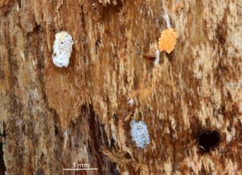 Nymphs and an adult female (left) of Gullans ensign scale, Newsteadia gullanae (Hemiptera: Ortheziidae) on bark of Kanuka, Kunzea sp. (Myrtaceae). Creator: Nicholas A. Martin. © Plant & Food Research. [Image: 2RFJ]