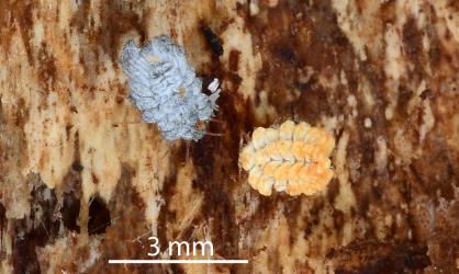 Nymphs and an adult female of Gullans ensign scale, Newsteadia gullanae (Hemiptera: Ortheziidae) on bark of Kanuka, Kunzea sp. (Myrtaceae). Creator: Nicholas A. Martin. © Plant & Food Research. [Image: 2RFK]