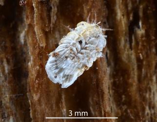 Adult female Gullans ensign scale, Newsteadia gullanae (Hemiptera: Ortheziidae) on bark of Kanuka, Kunzea sp. (Myrtaceae). Creator: Nicholas A. Martin. © Plant & Food Research. [Image: 2RFL]