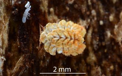 Nymph of Gullans ensign scale, Newsteadia gullanae (Hemiptera: Ortheziidae) on bark of Kanuka, Kunzea sp. (Myrtaceae). Creator: Nicholas A. Martin. © Plant & Food Research. [Image: 2RFM]