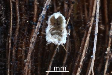 Moulted nymphal skin of Gullans ensign scale, Newsteadia gullanae (Hemiptera: Ortheziidae) on a dead frond of Nikau palm, Rhopalostylis sapida (Palmae). Creator: Nicholas A. Martin. © Plant & Food Research. [Image: 2RFR]