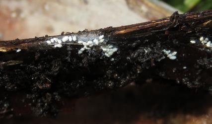 Nymphs of Gullans ensign scale, Newsteadia gullanae (Hemiptera: Ortheziidae) on the inside edge of a dead frond of Nikau palm, Rhopalostylis sapida (Palmae). Creator: Nicholas A. Martin. © Nicholas A. Martin. [Image: 2RFS]