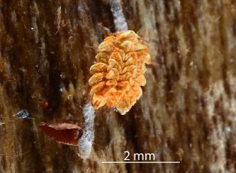 Nymph of Gullans ensign scale, Newsteadia gullanae (Hemiptera: Ortheziidae) on bark of Kanuka, Kunzea sp. (Myrtaceae). Creator: Nicholas A. Martin. © Plant & Food Research. [Image: 2RFT]